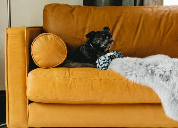 best sofa for dogs