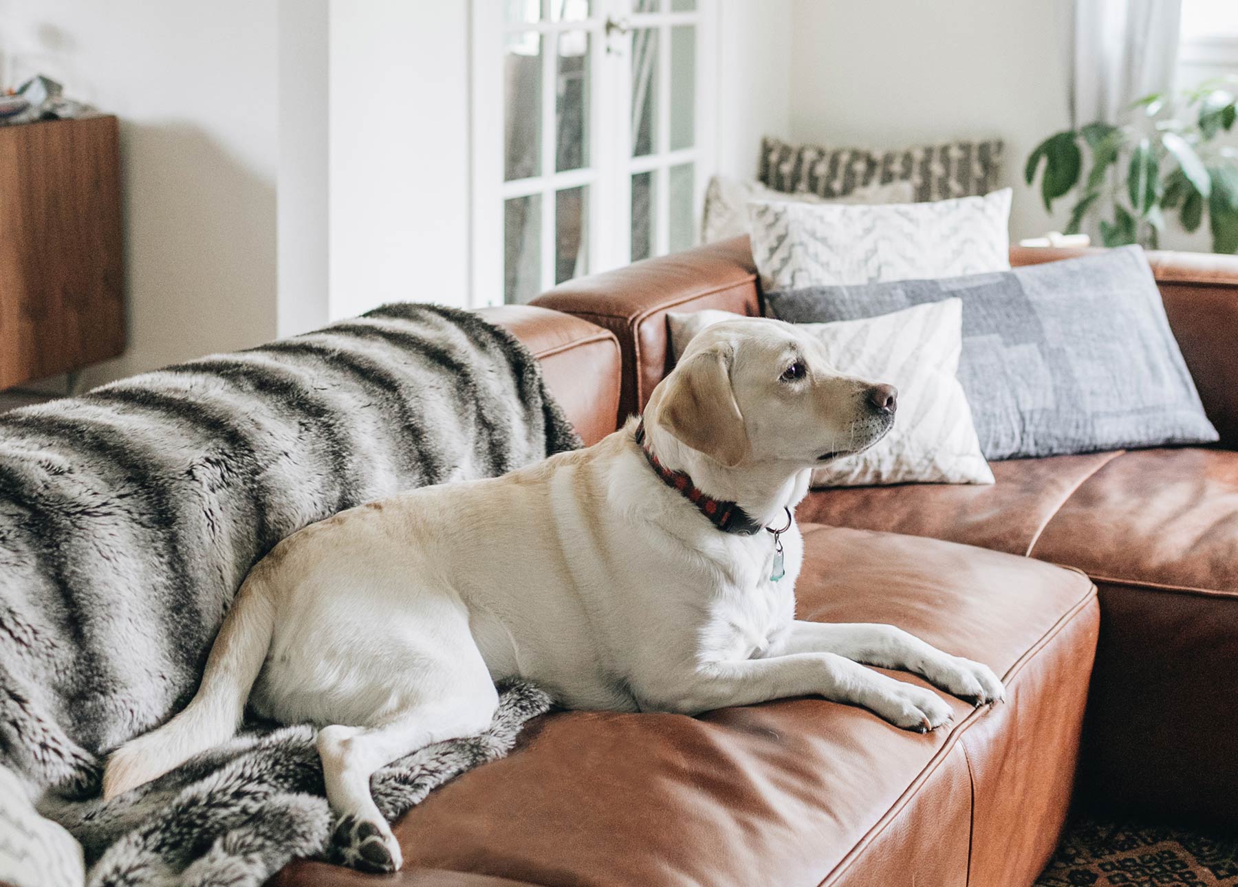 pet resistant couch