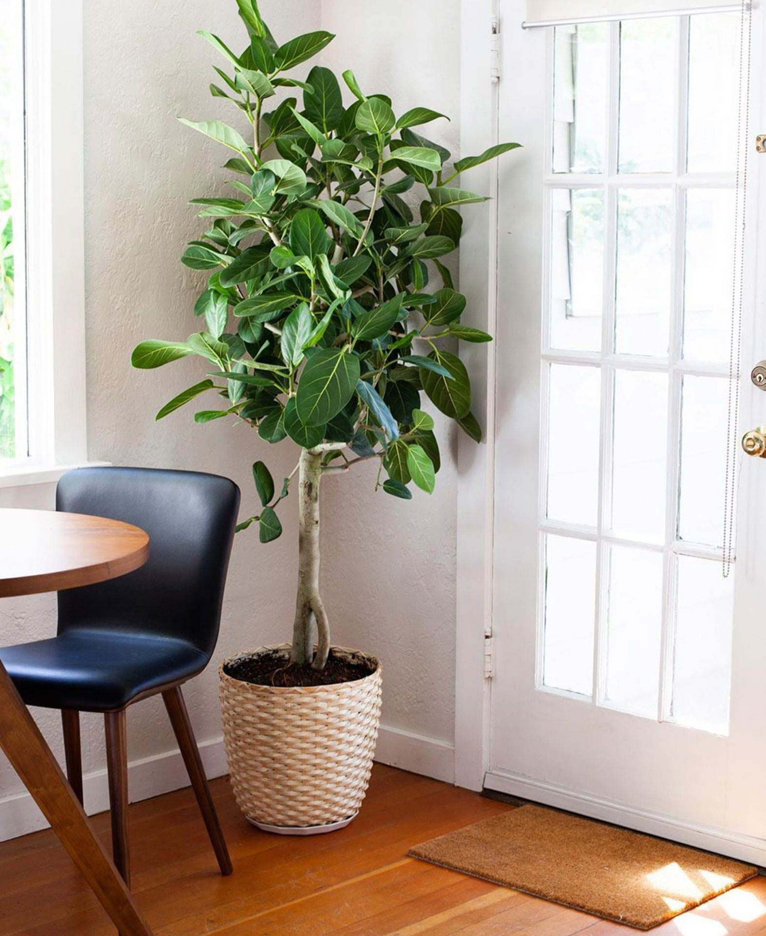 Corner de uma sala com uma cadeira de jantar em pele Sede preta de @rootplants's black Sede leather dining chair from @rootplants