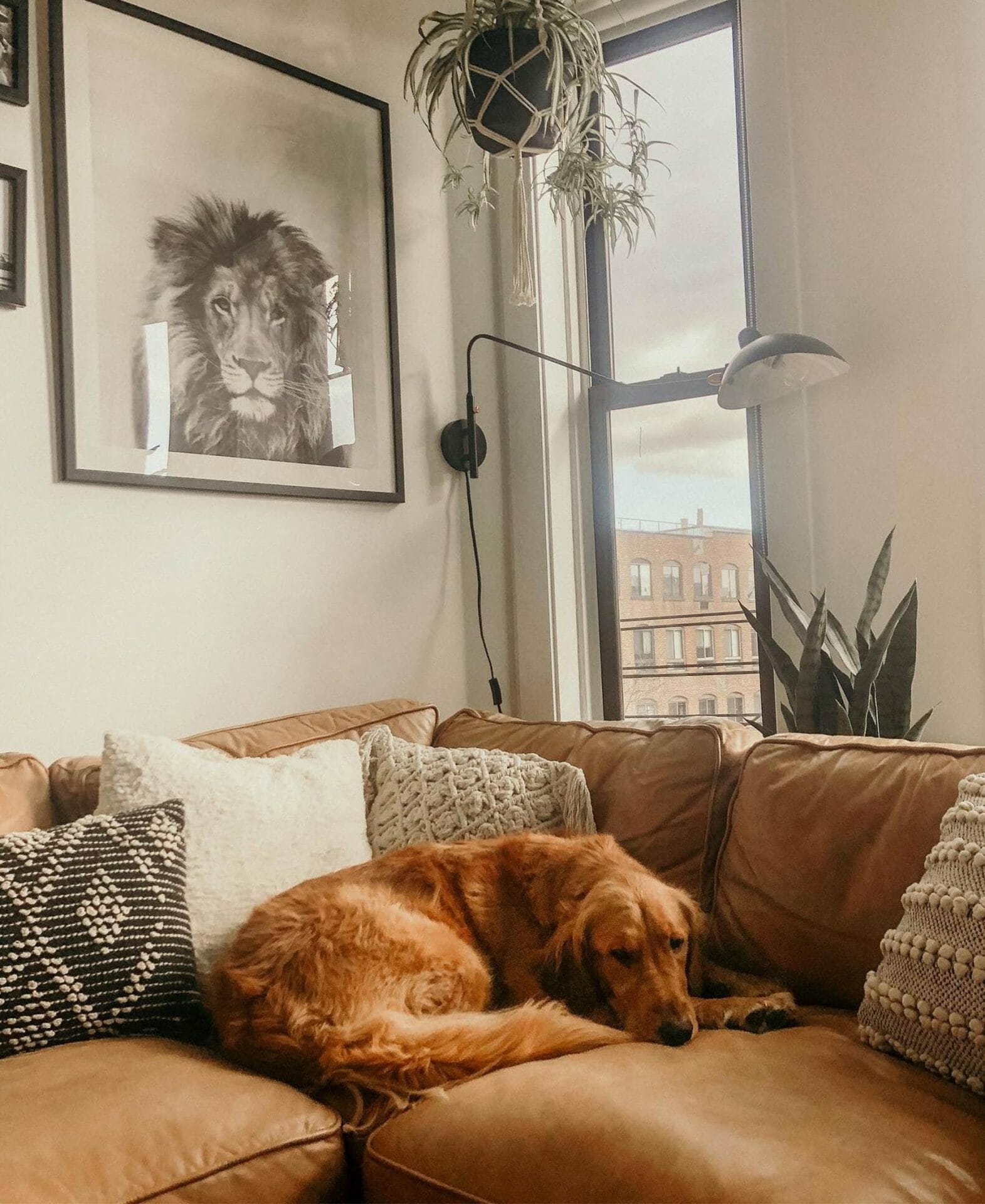 Golden retriever berbaring di atas sofa dengan Tempat Lilin Lompatan Artikel.